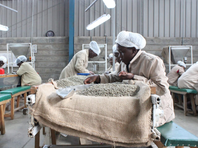 Kenya Karindundu SL28 SL34 Washed