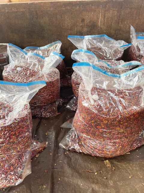 Ethiopia Anasora Anaerobic Natural