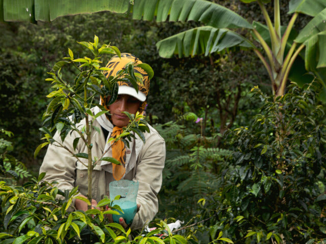 Colombia Juan Martin Sidra Washed