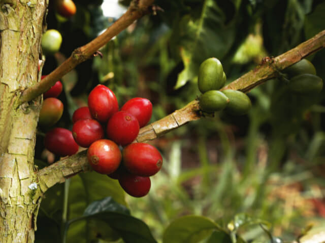 Colombia Juan Martin Sidra Washed