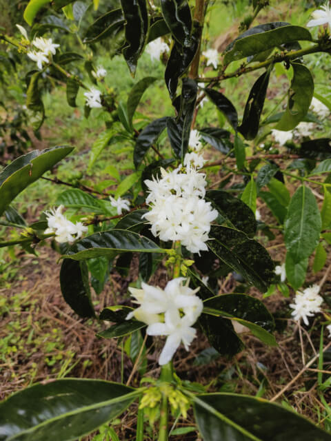 Colombia Juan Martin Sidra Washed