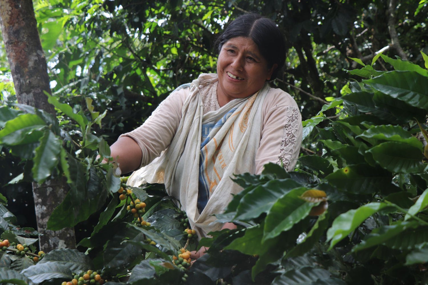 Bolivia Pachamama Geisha Fully Washed