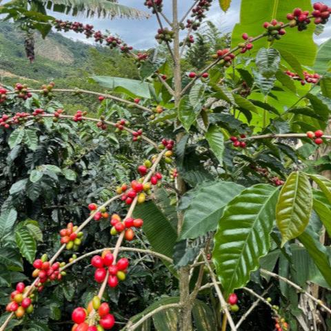 Colombia Campo Hermoso Aji Wahed