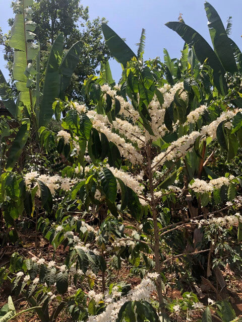 Ethiopia Yirgacheffe Dinkinesh Hirbaye Natural