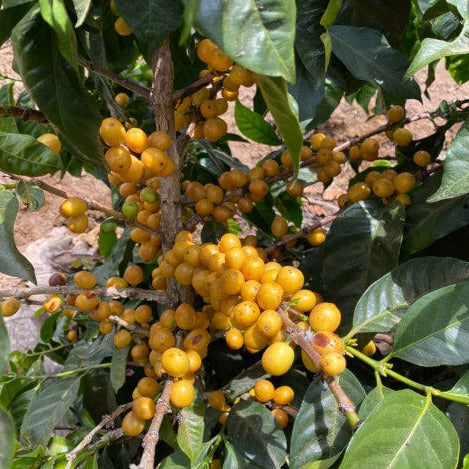 Guatemala El Morito Yellow Pacamara Anaerob gewaschen