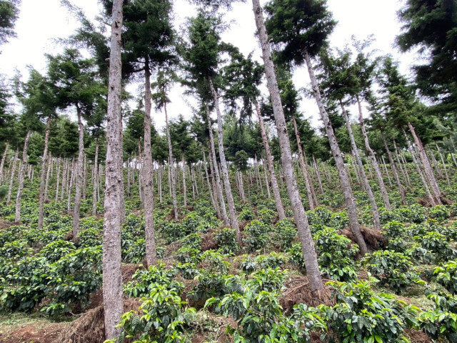 Guatemala El Morito Yellow Pacamara Anaerobic Washed