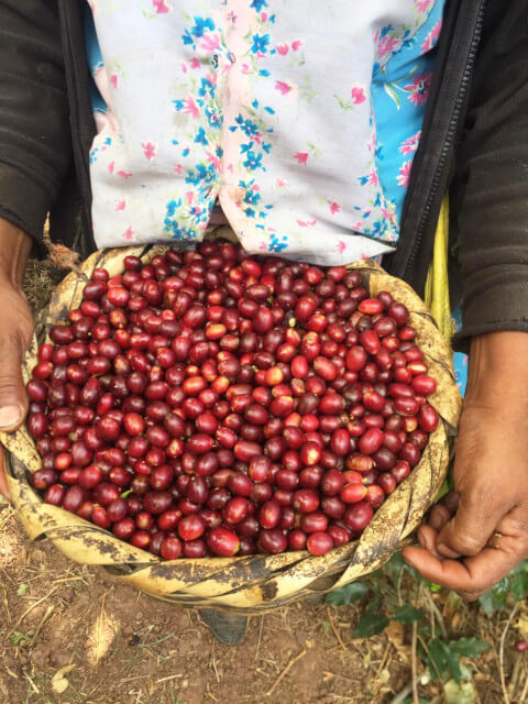 Honduras Los Pinos Typica Honey