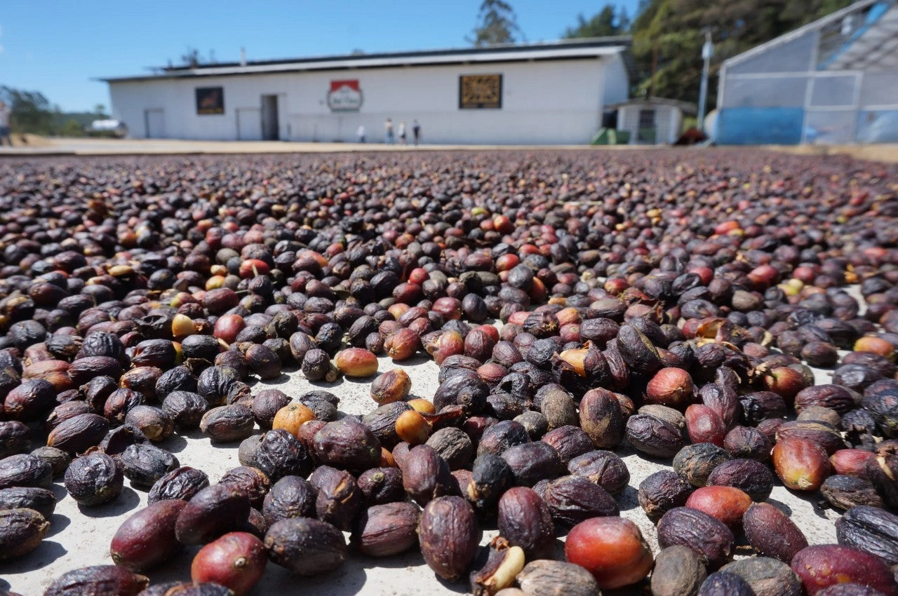 Panama Janson Alpes Washed 708